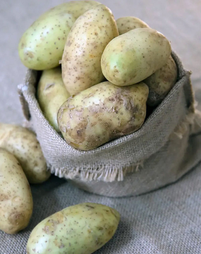 Картофель и соланин