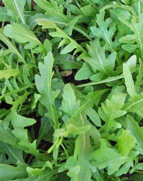Їжте руколу на здоров’я!