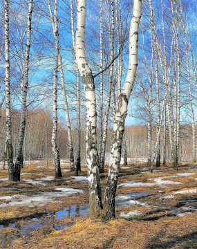 Березовий сік — еліксир здоров’я