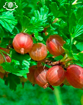 АГРУС ЗМІЦНЮЄ СТІНКИ СУДИН